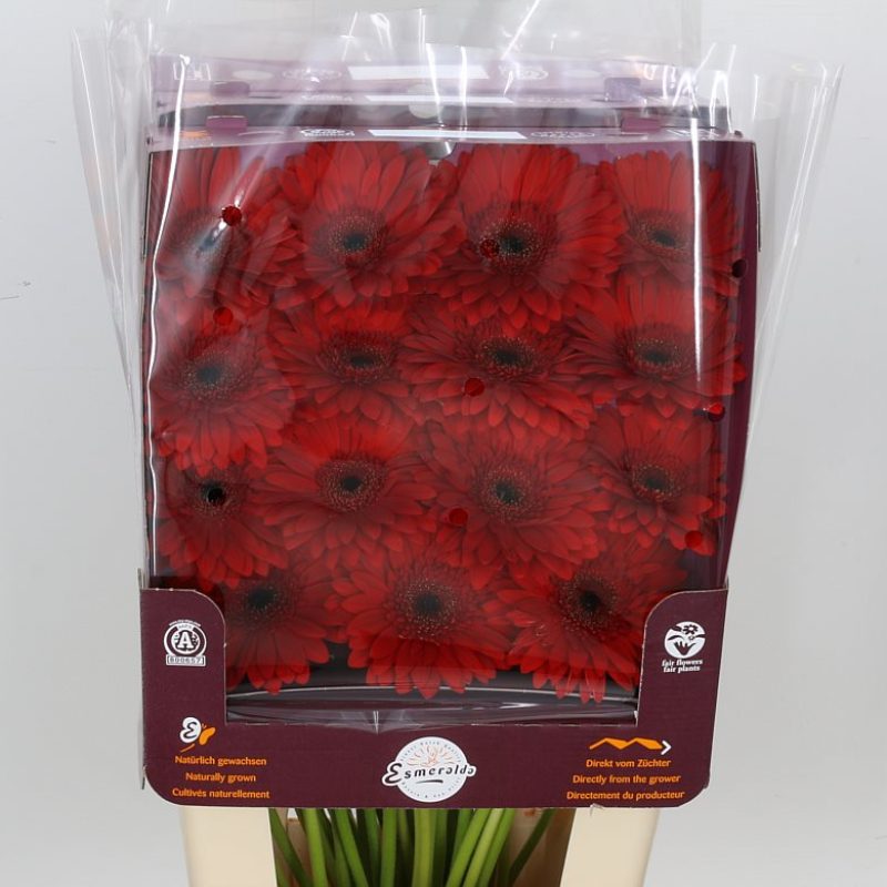 Gerbera Barones Gerbera Barones