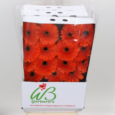 Gerbera Candela