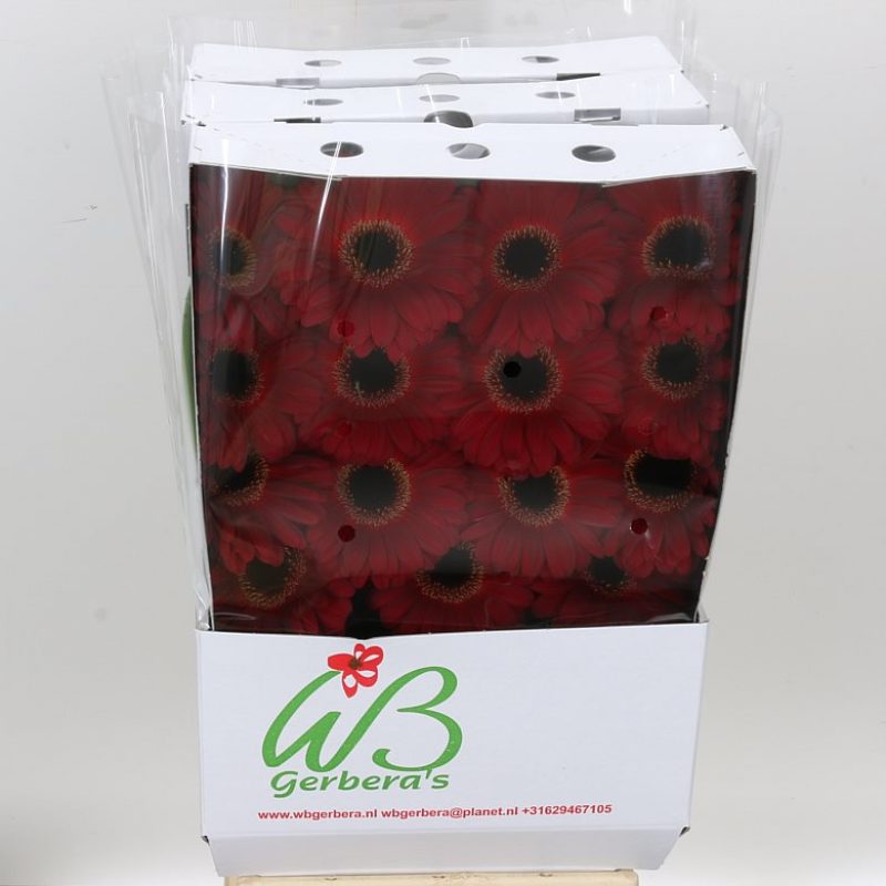 Gerbera Dark Diamond Gerbera Dark Diamond