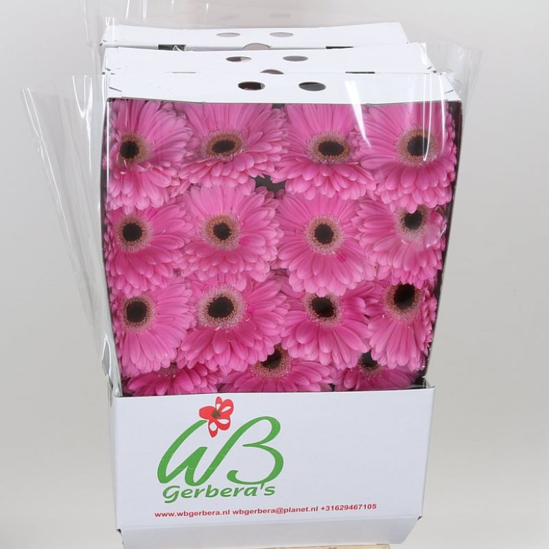 Gerbera Dreamer Gerbera Dreamer