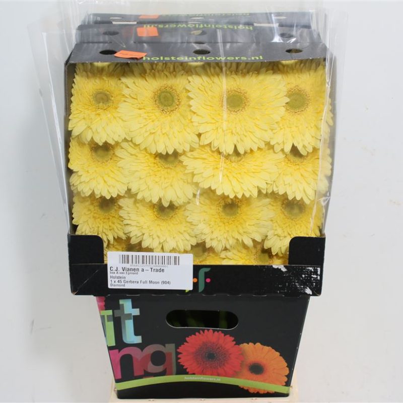 Gerbera Full Moon Gerbera Full Moon
