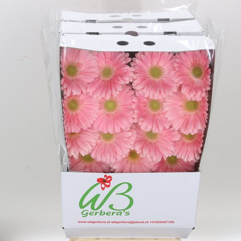 Gerbera Plot Gerbera Plot