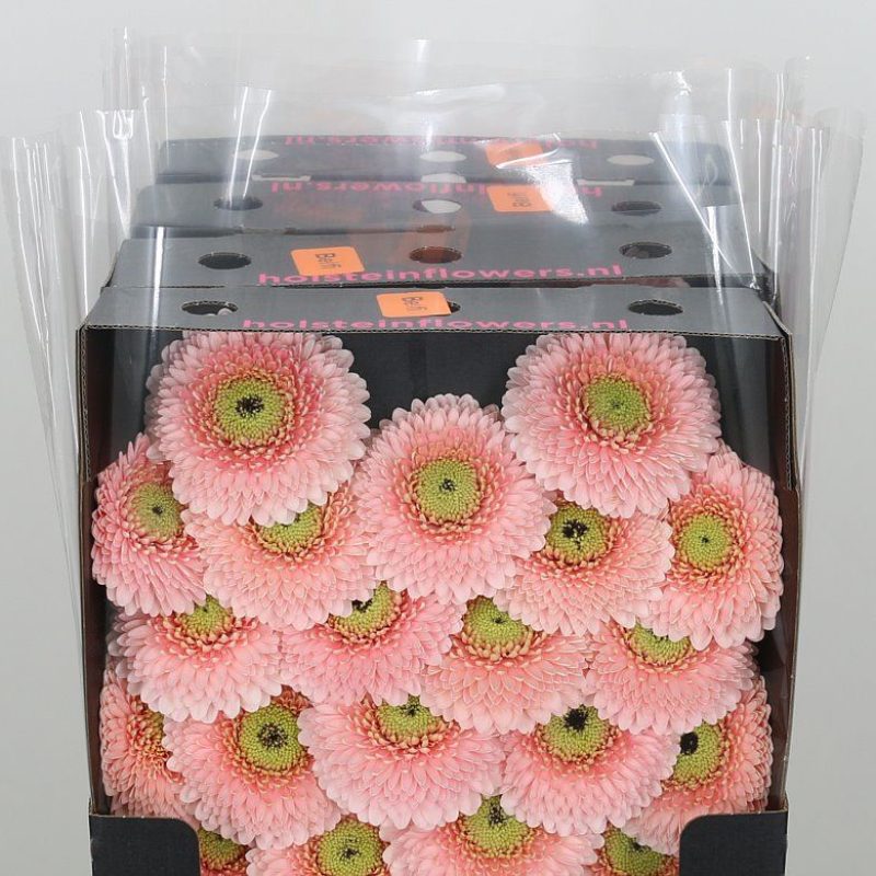 Gerbera Pom Belfi Gerbera Pom Belfi