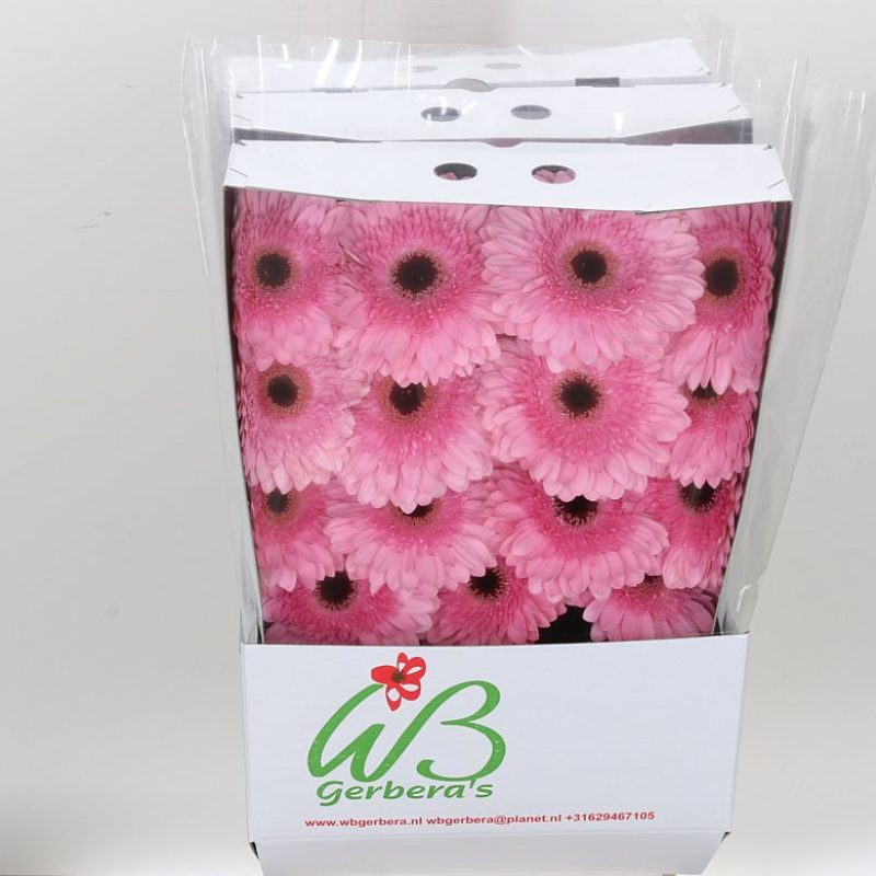 Gerbera Pre-Semmy Gerbera Pre-Semmy