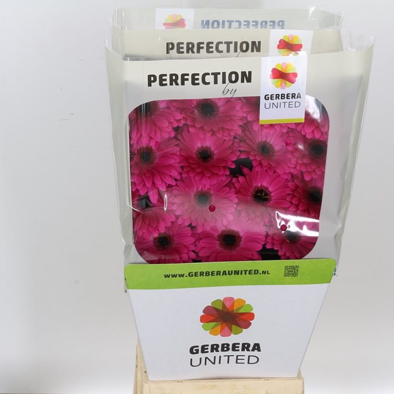 Gerbera Rich Gerbera Rich