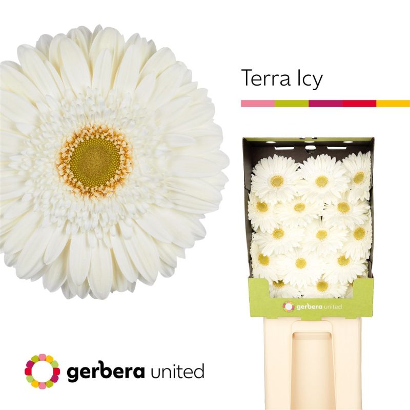 Gerbera Terra Icy