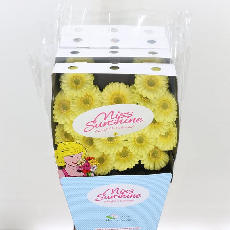 Germini Lemon Ice Germini Lemon Ice