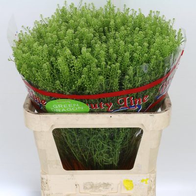 Green-Bell-Thlaspi
