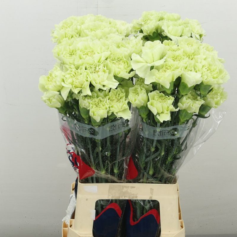 Green Carnation