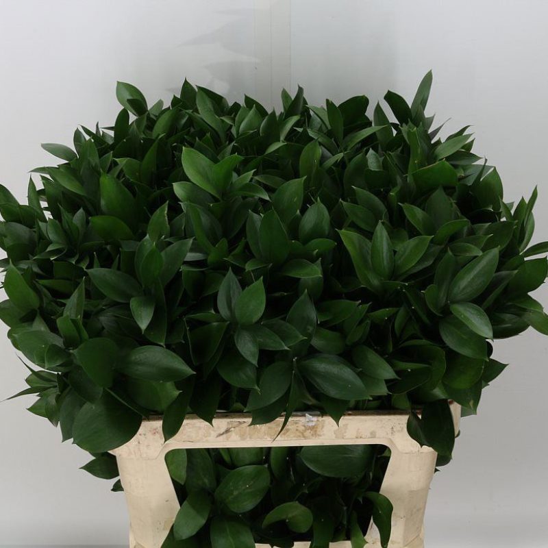 Hard-Ruscus Hard-Ruscus