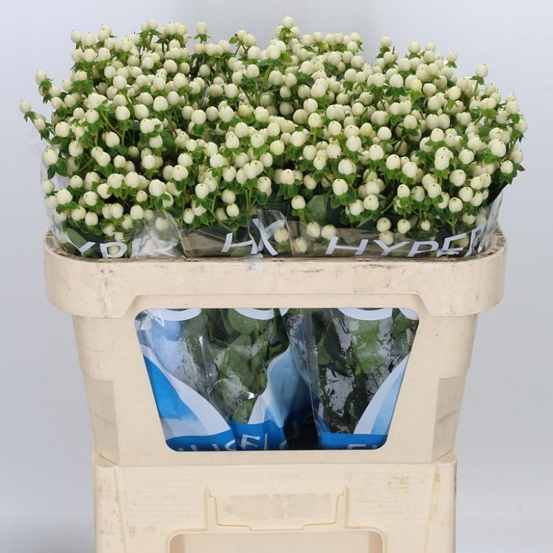 Hypericum Coco Uno
