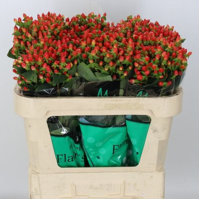 Hypericum Fire Flair