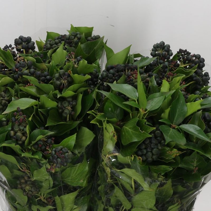 Ivy Berries Ivy Berries