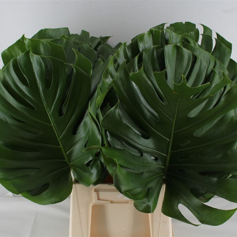 Large-Monstera Large-Monstera