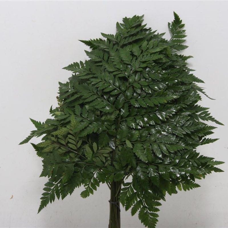 Leatherleaf Leatherleaf