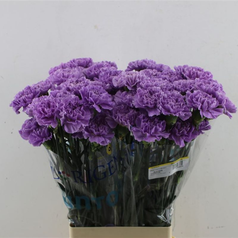 Lilac Carnation