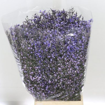 Lilac-Genesta