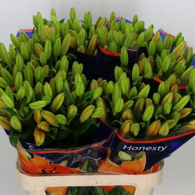 Lilly Honesty