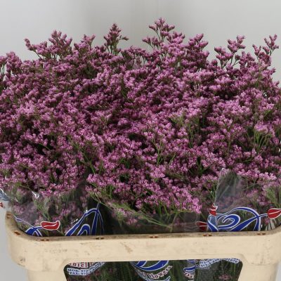 Limmonium Silver Pink