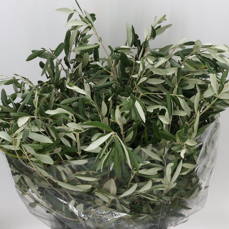 Olive Olive