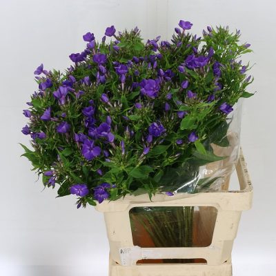 Phlox Van Gogh