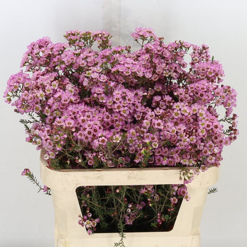 Pink-Waxflower Pink-Waxflower
