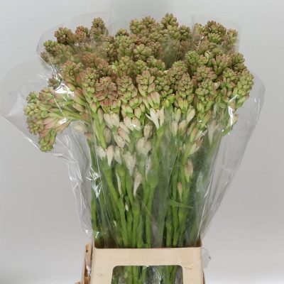 Polianthus Tuberosa