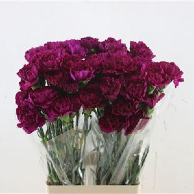 Purple Carnation