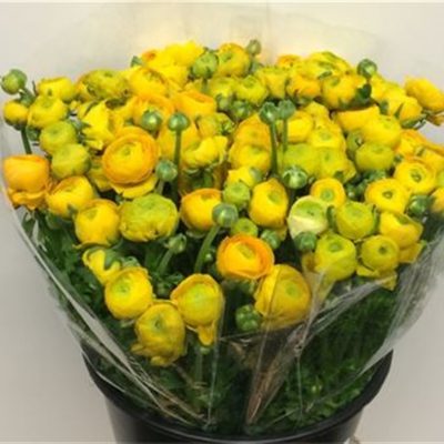 Ranunculus-Yellow