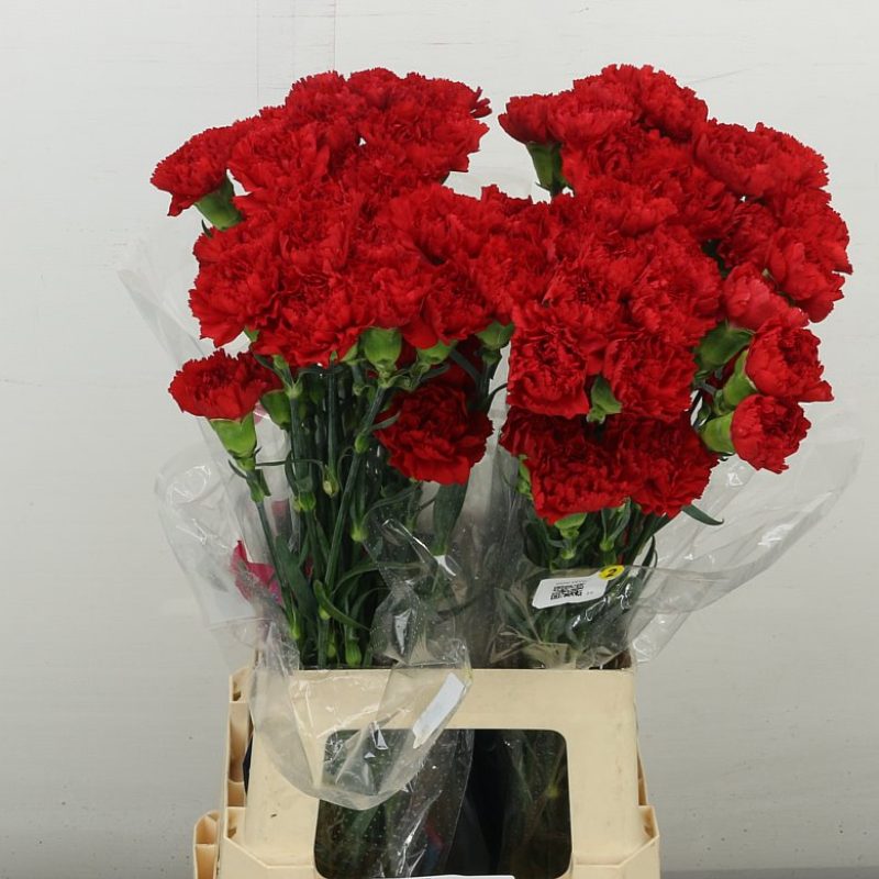 Red Carnation