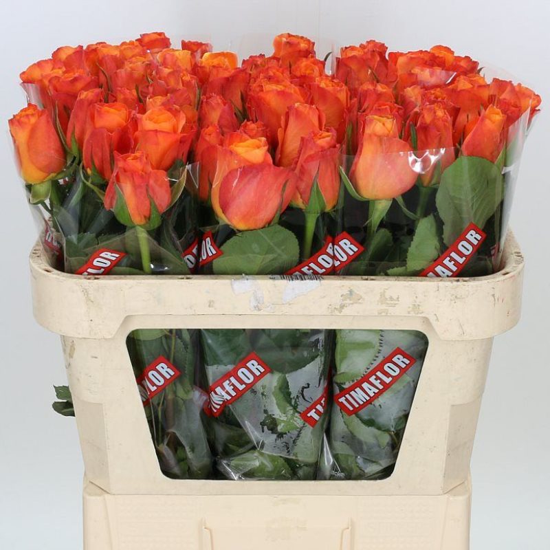 Rose Confidential
