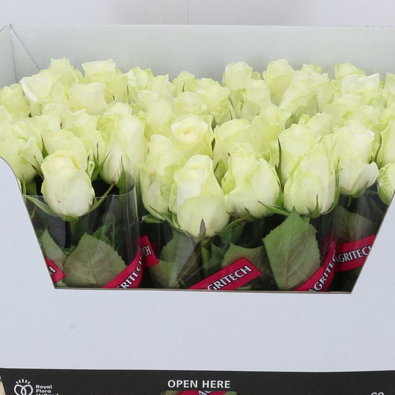 Rose Countdown