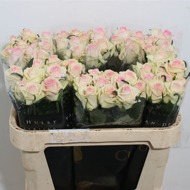 Rose Cupcake