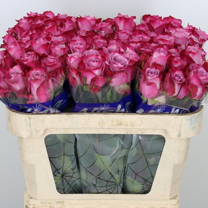 Rose Deep Purple