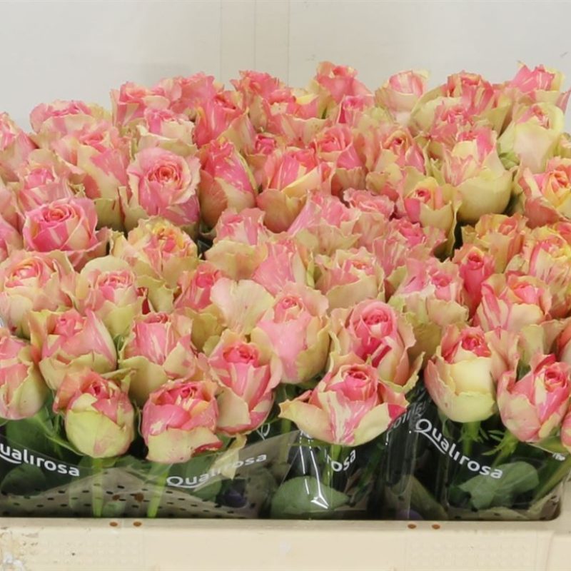 Rose Fiesta
