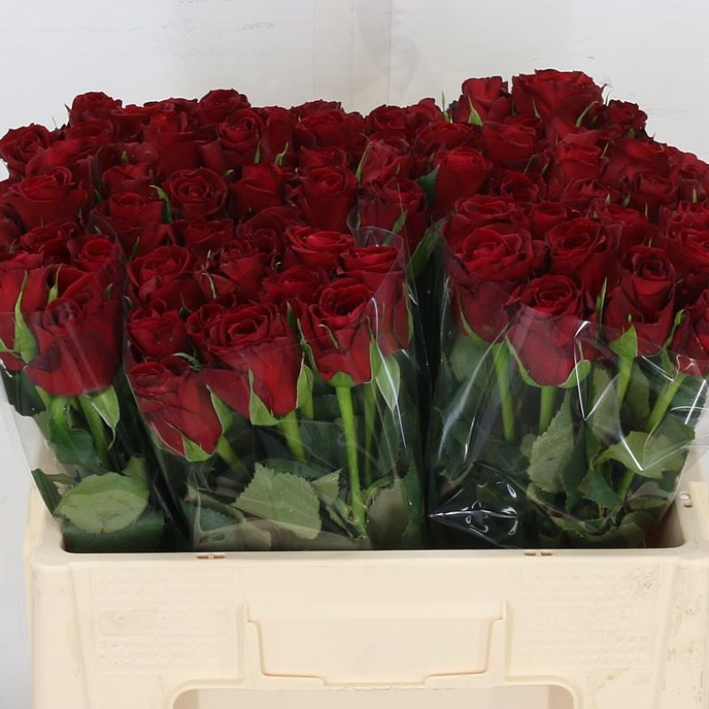 Rose Furiosa
