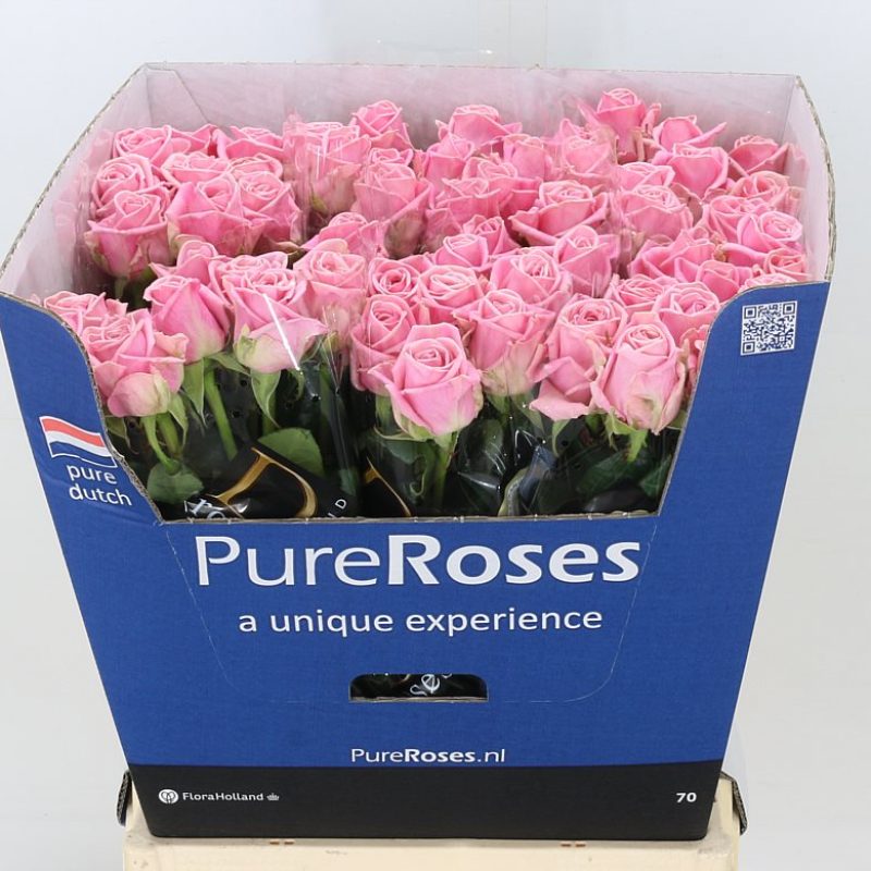 Rose Heaven