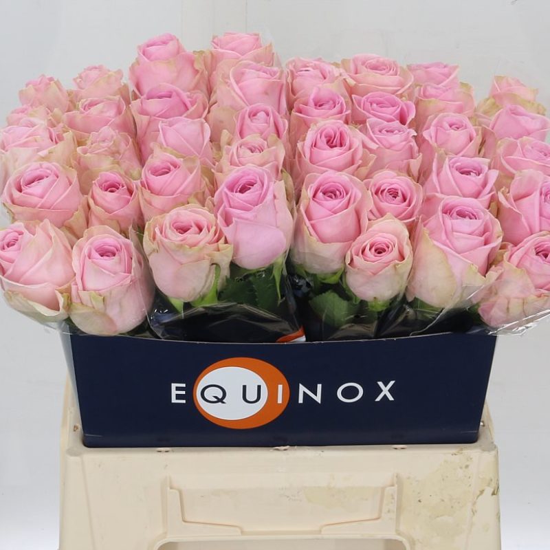 Rose Heidi