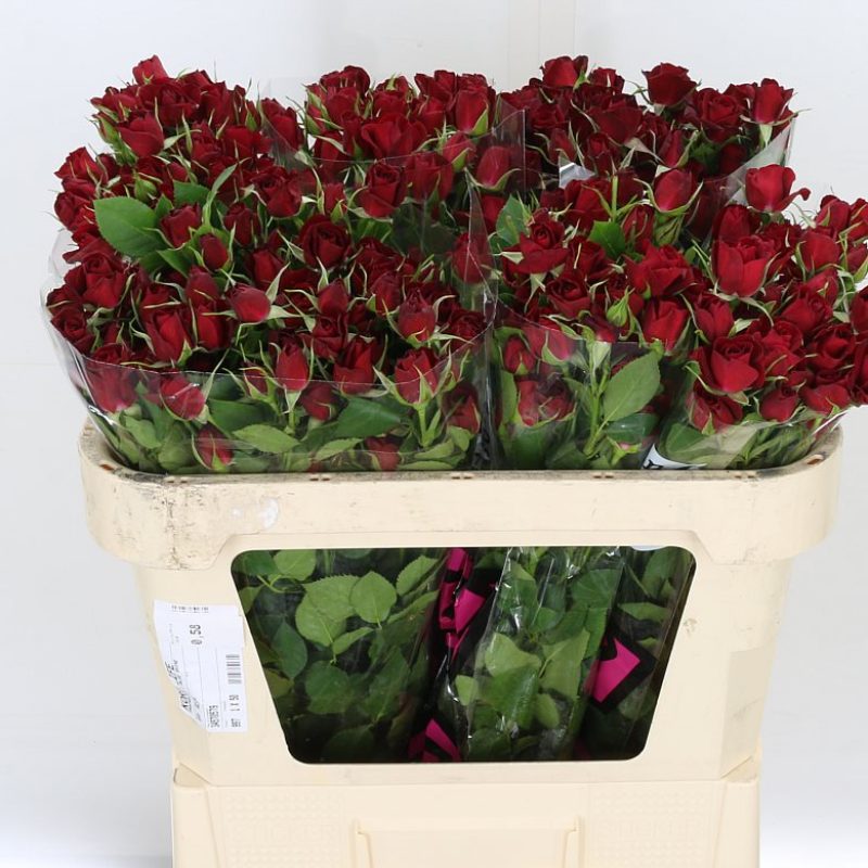 Rubicon-Spray-Rose