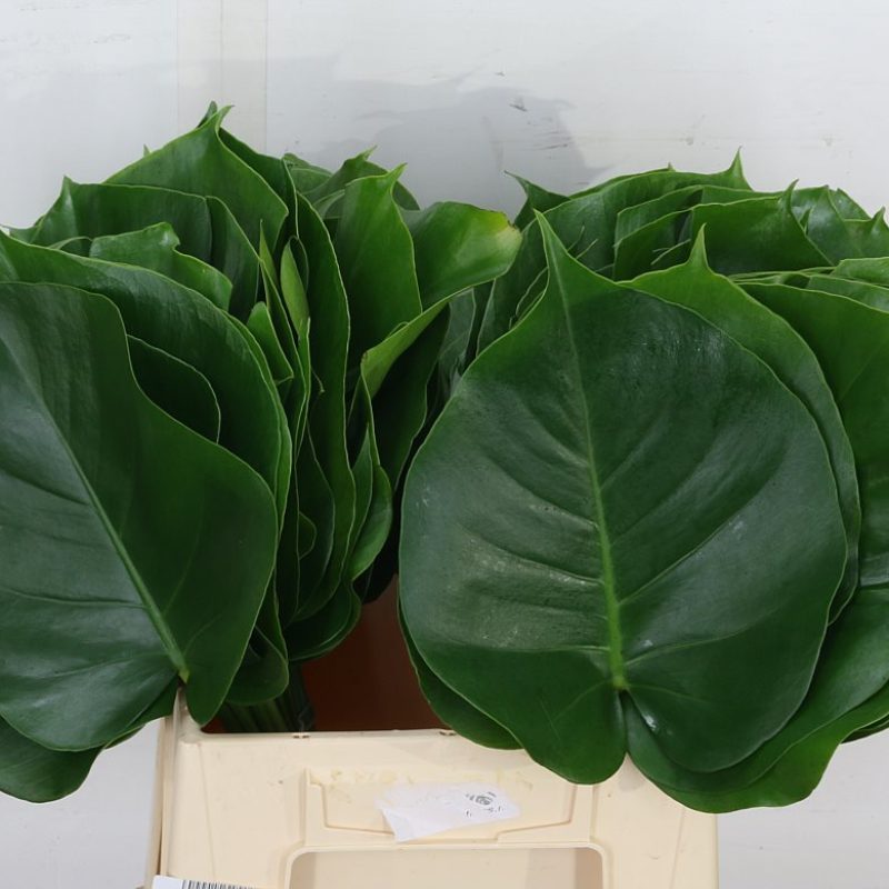 Small-Monstera Small-Monstera
