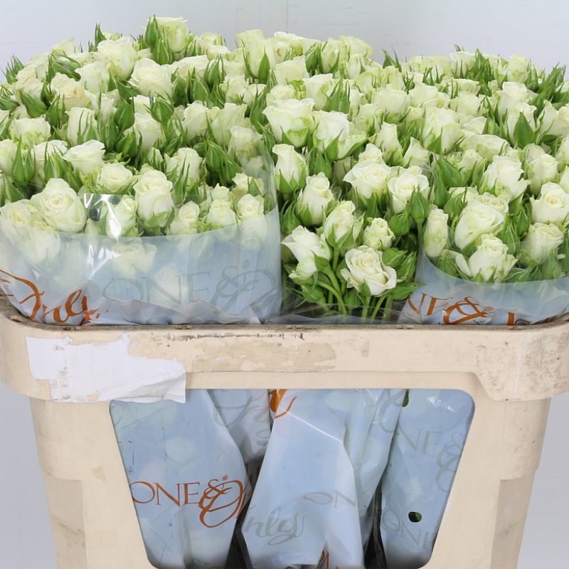 Snowflake-Spray-Rose