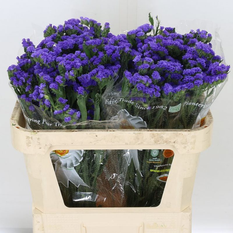 Stattice Dark Blue