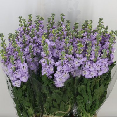 Stocks Lavender