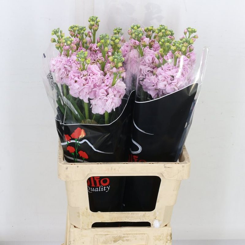 Stocks-Pink Stocks-Pink