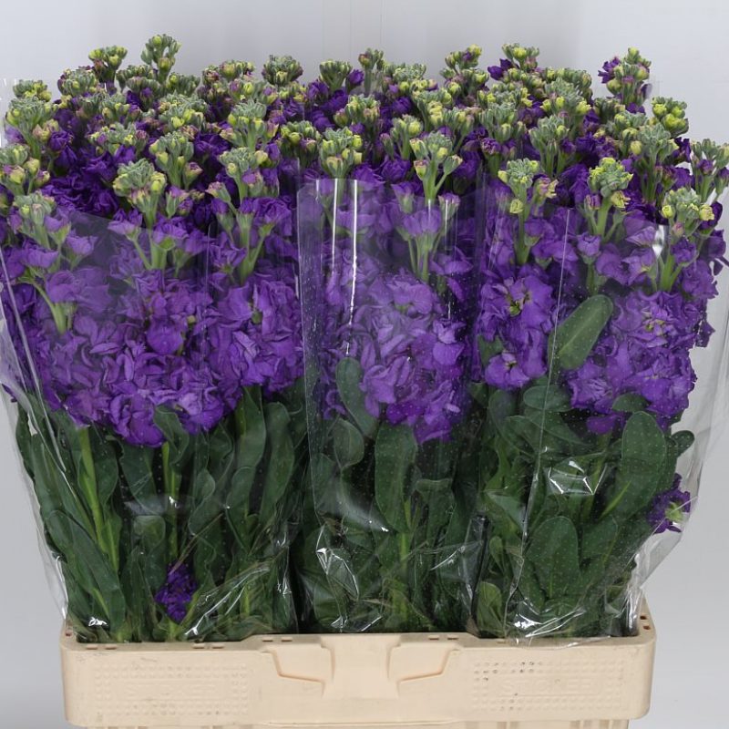 Stocks Purple Stocks Purple