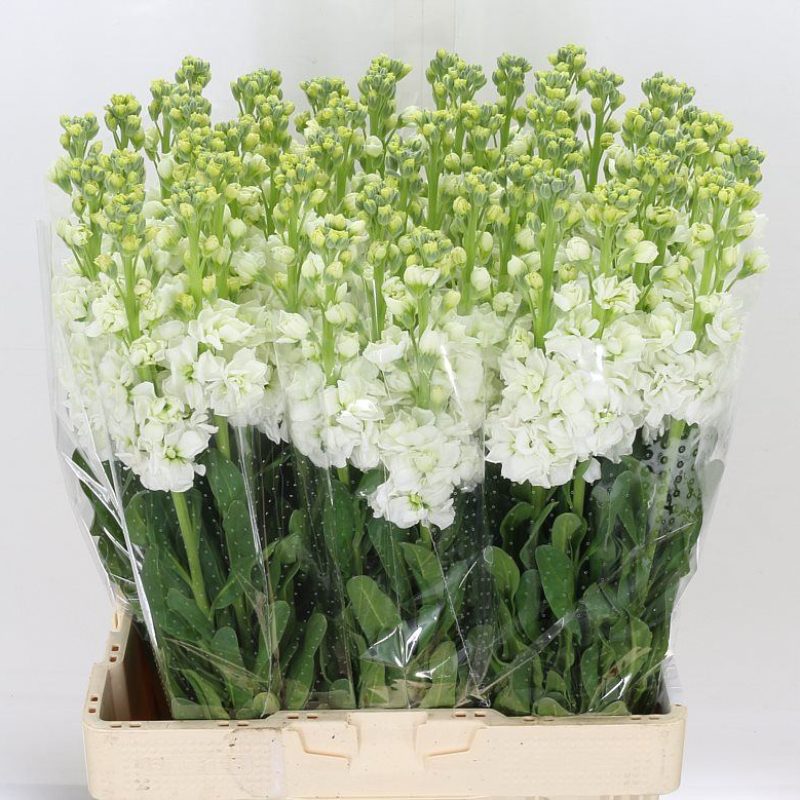 Stocks White Stocks White