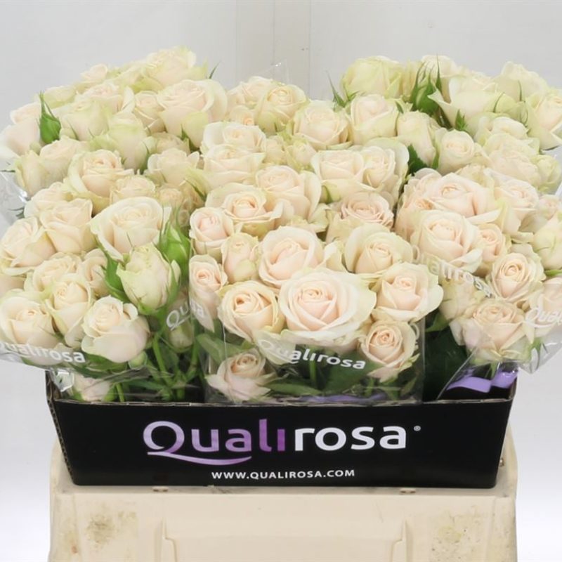 Super-Bubbles-Spray-Rose