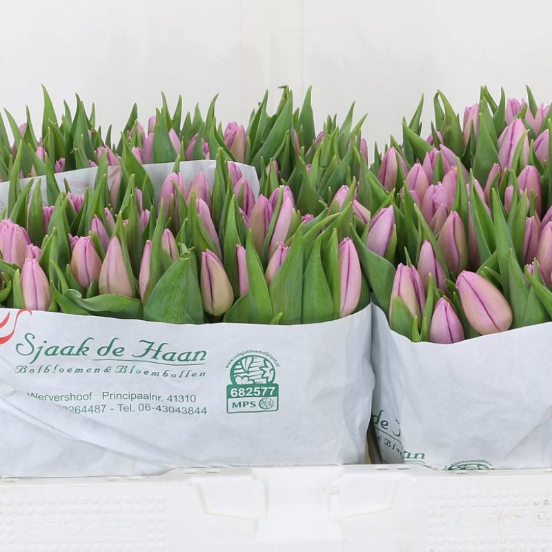 Tulip Candy Prince Tulip Candy Prince