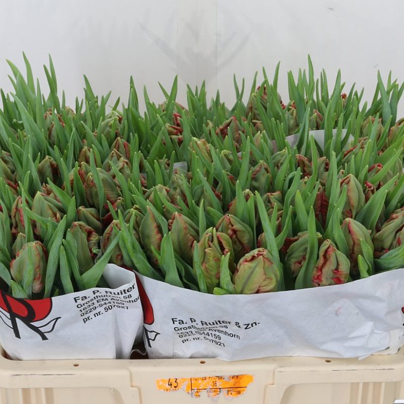 Tulip Carmine Parrot Tulip Carmine Parrot