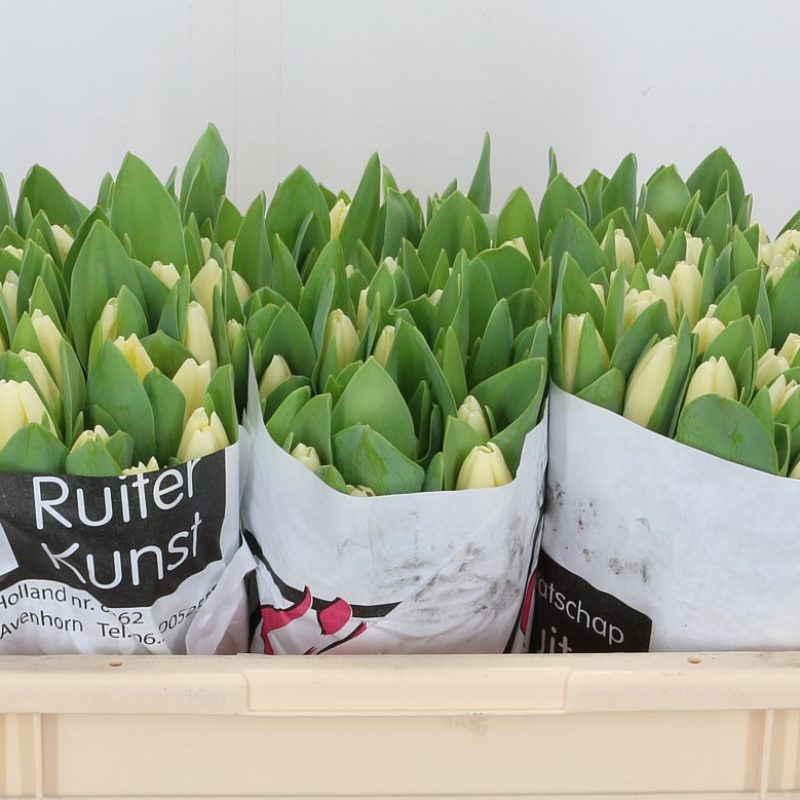 Tulip Cheers Tulip Cheers